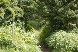 bellway yarm 6a.jpg